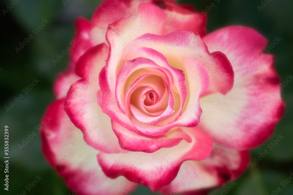 Beautiful soft white and red rose flower macro Beautiful soft white and red rose flower macro