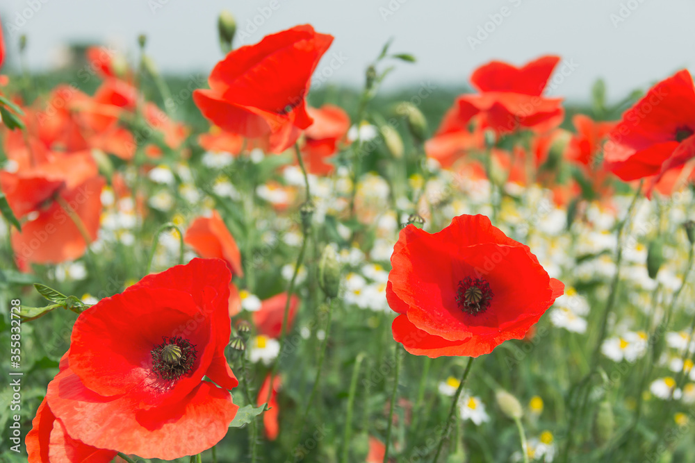 il fiore di papavero e' generoso il fiore di papavero e' generoso