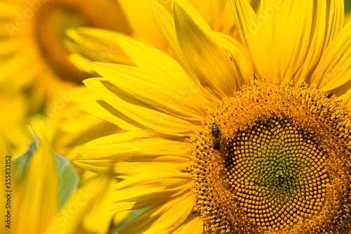 sunflower during insect pollination