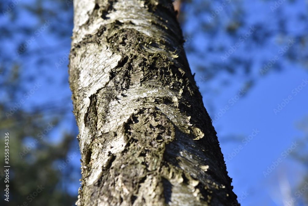 Natural background of the birch tree trunk bark. White wood texture