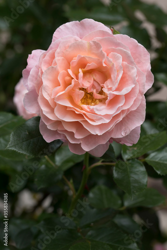 Schilderij op canvas Closeup of pink rose blossom Madam Curie in the garden