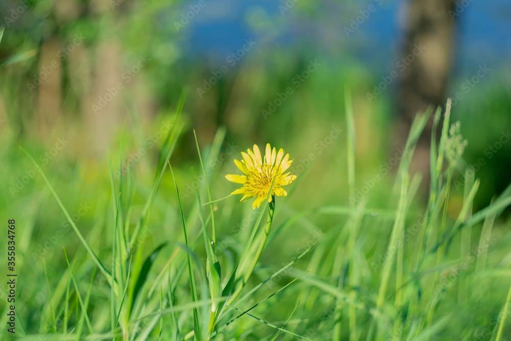 Summer background with a yellow flower among green grass Summer background with a yellow flower among green grass