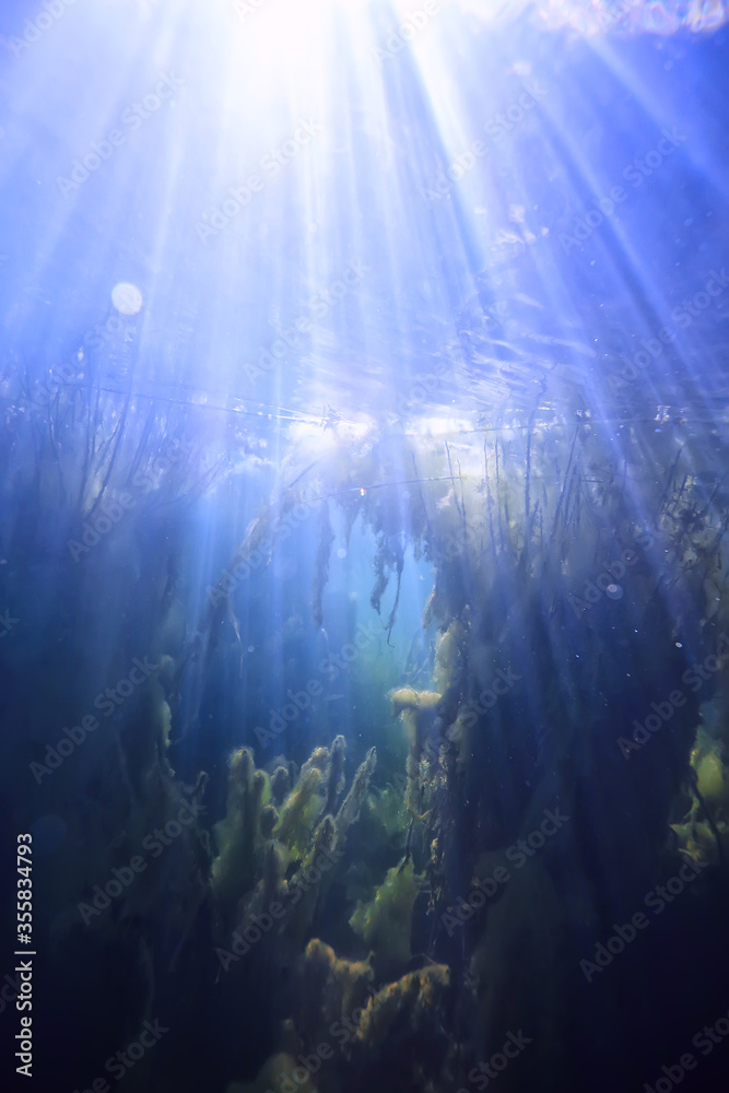 sun rays river underwater landscape / abstract underwater landscape plants fresh ecosystem