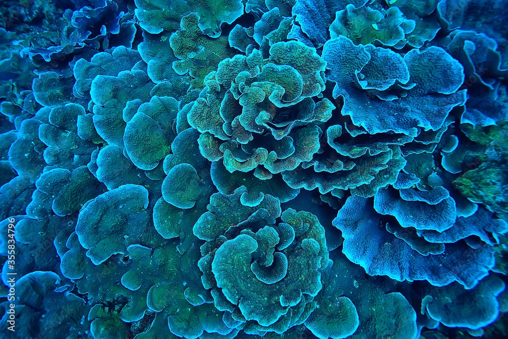 coral reef macro / texture, abstract marine ecosystem background on a coral reef - obrazy, fototapety, plakaty 