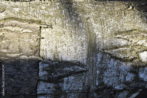 Natural background of the birch tree trunk bark. White wood texture