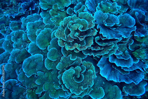 Fotografie, Obraz coral reef macro / texture, abstract marine ecosystem background on a coral reef
