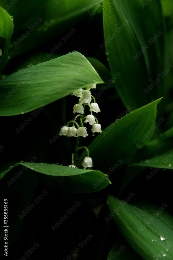 Obraz premium Blooming lilies of the valley in the rain in macro