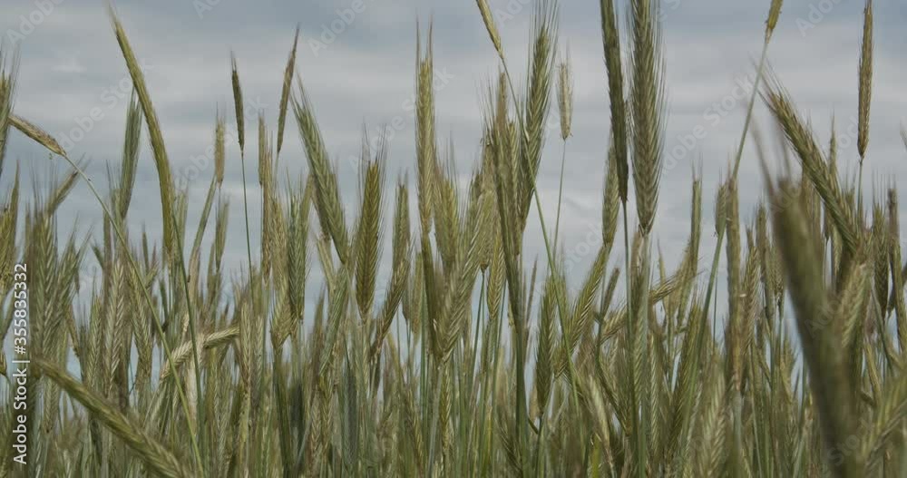 Green sprouts of wheat on the field in summer. Green sprouts of wheat on the field in summer.