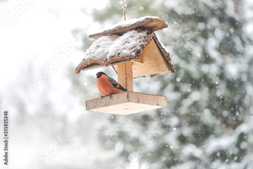 Print op canvas Closeup of bullfinch bird in birdhouse on snowing background