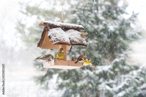Eurasian Siskin birds and European Goldfinch feeding in birdhouse in snowy winter time photo