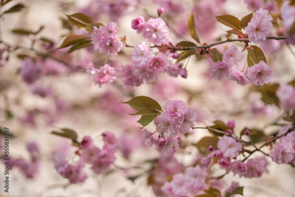 Pink Japanese cherry or Sakura tree blooming 