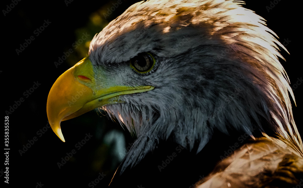 Fototapeta premium Eagle, sharp eyes, yellow beak.