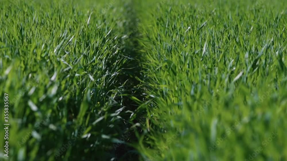 Safety road between two fields. Separation of land in the farm. The implementation of industrial or economic activities. Safety road between two fields. Separation of land in the farm. The implementation of industrial or economic activities.