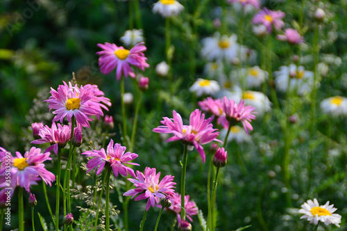 field of daisies