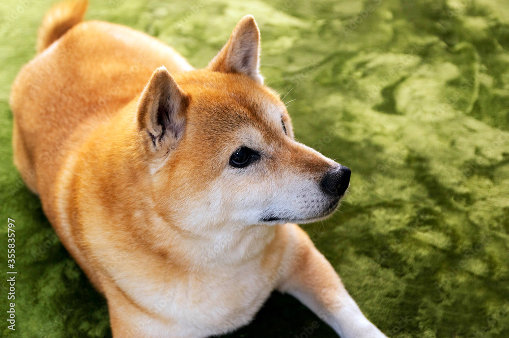 表情豊かな元気な柴犬