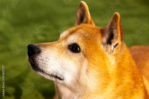 表情豊かな元気な柴犬 © ka-chan