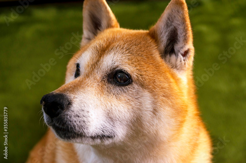 表情豊かな元気な柴犬