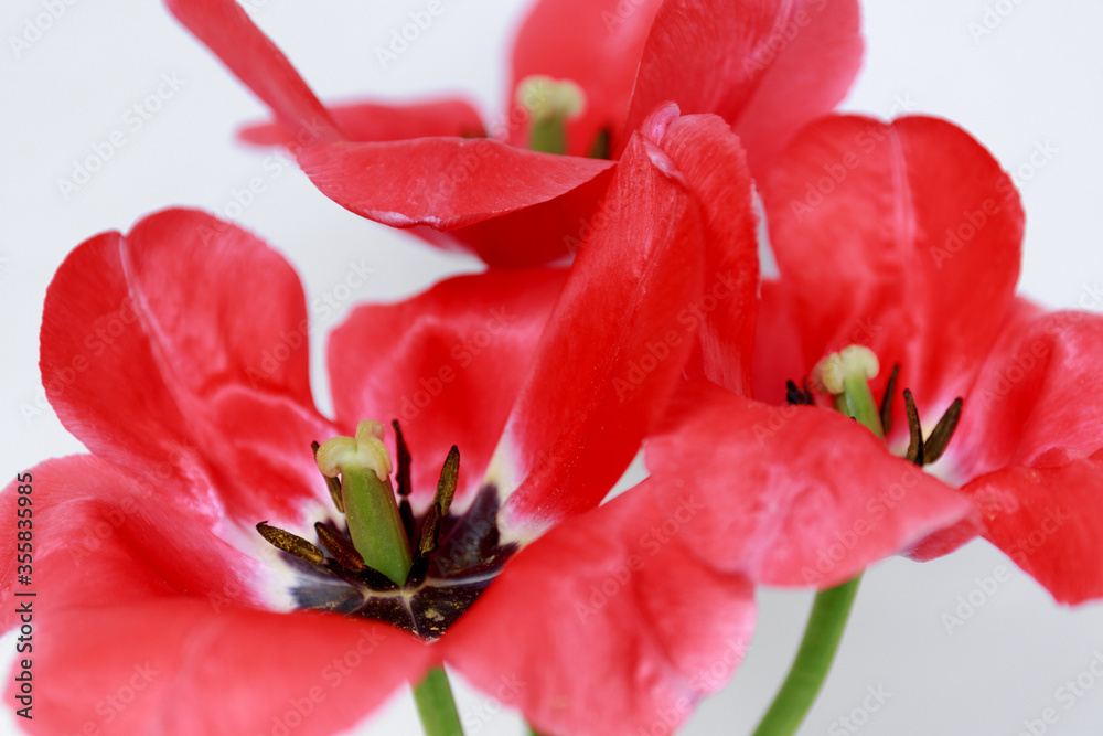 red Tulip. Large open flowers on green stems. Side view. Close-up of the red petals of a Tulip. green pistils and black stamens. red Tulip. Large open flowers on green stems. Side view. Close-up of the red petals of a Tulip. green pistils and black stamens.