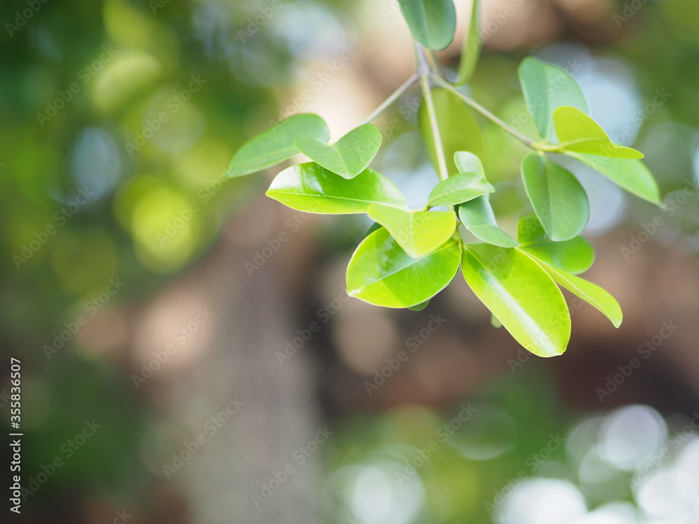Foreground branch green leaves of Garcinia schomburgkiana pierre texture background of backlight sunshine fresh tree blurred of nature Foreground branch green leaves of Garcinia schomburgkiana pierre texture background of backlight sunshine fresh tree blurred of nature