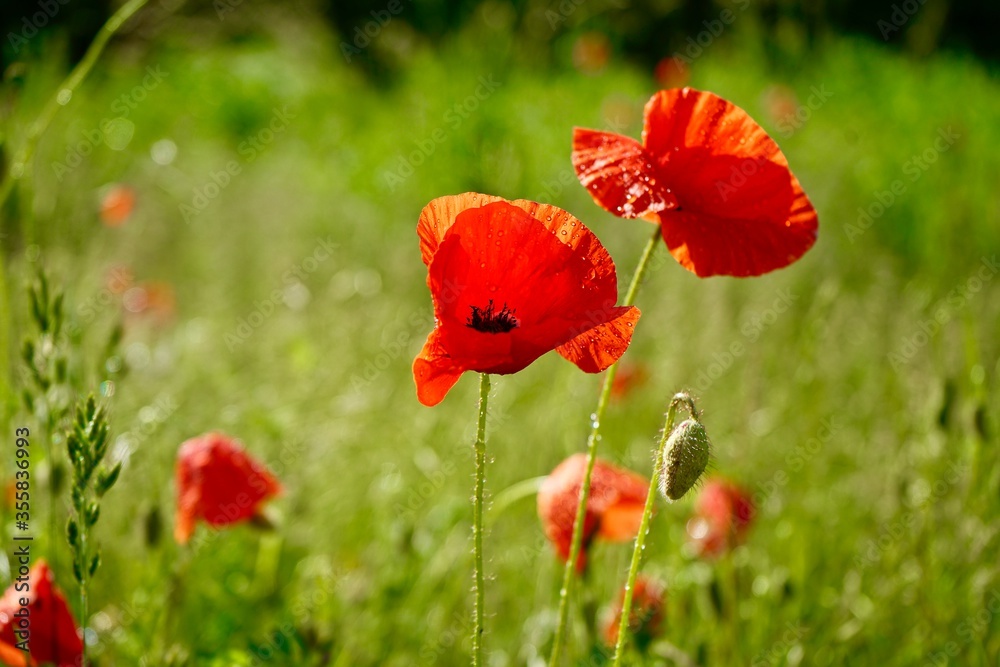 Naklejka premium Mohn