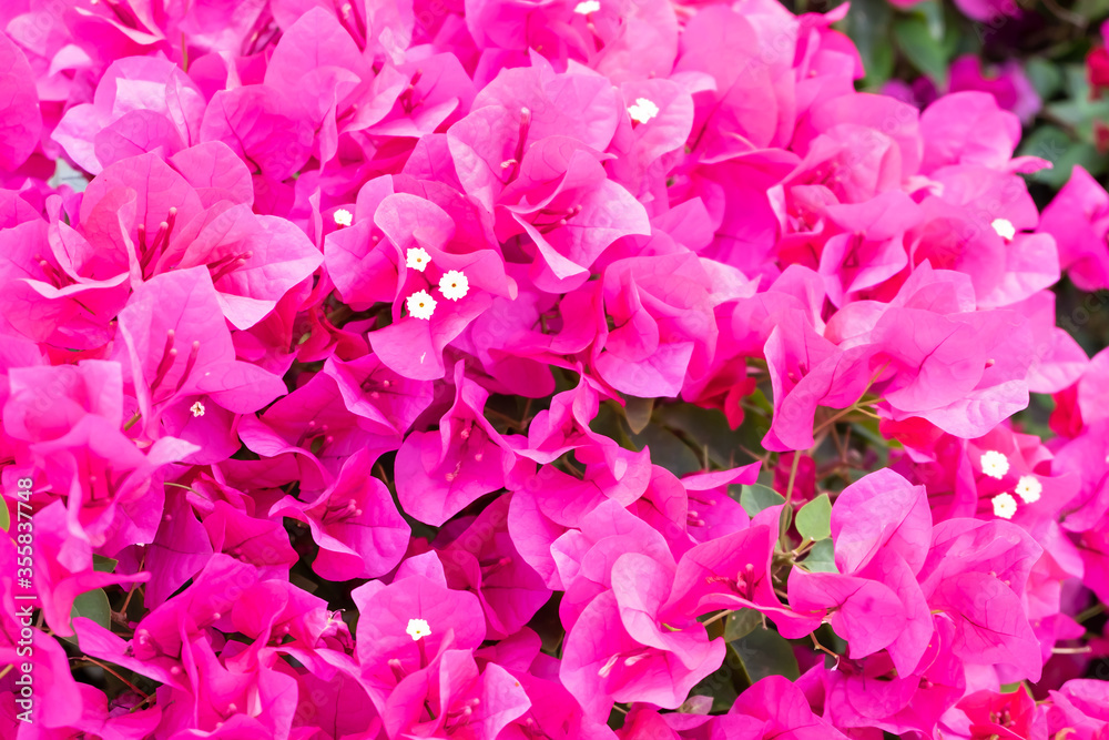 Blooming pink Bougainvillea flowers in sunlight.
