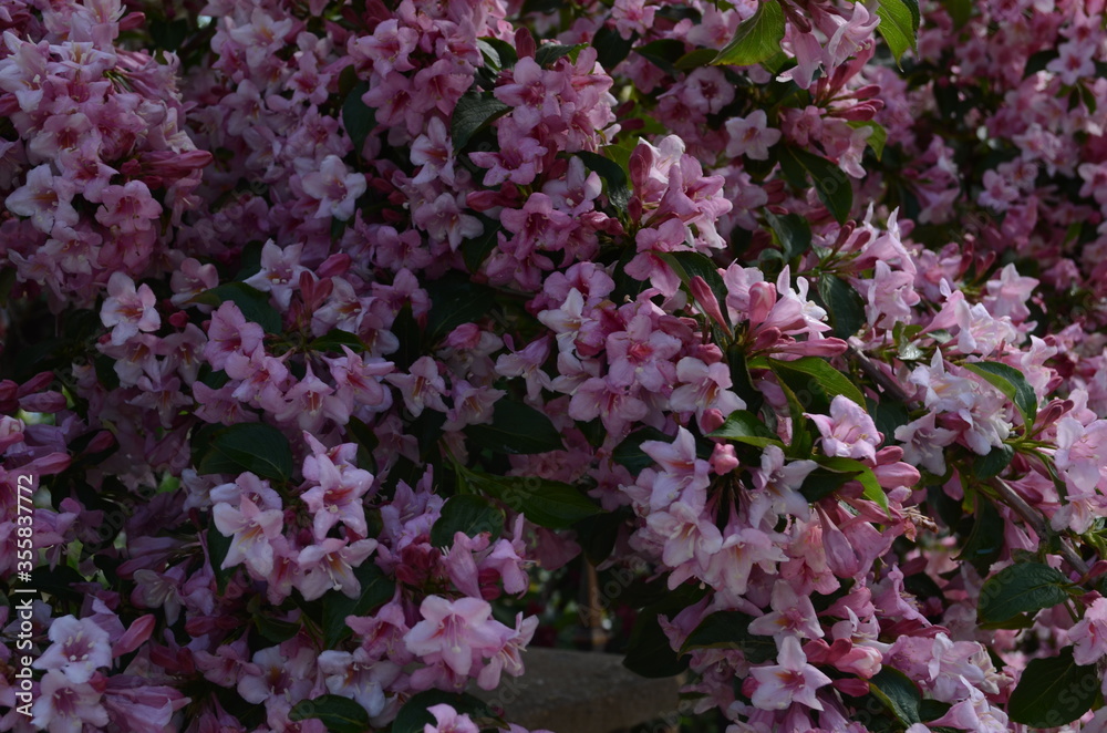 blooming in spring Weigela flowers in the garden