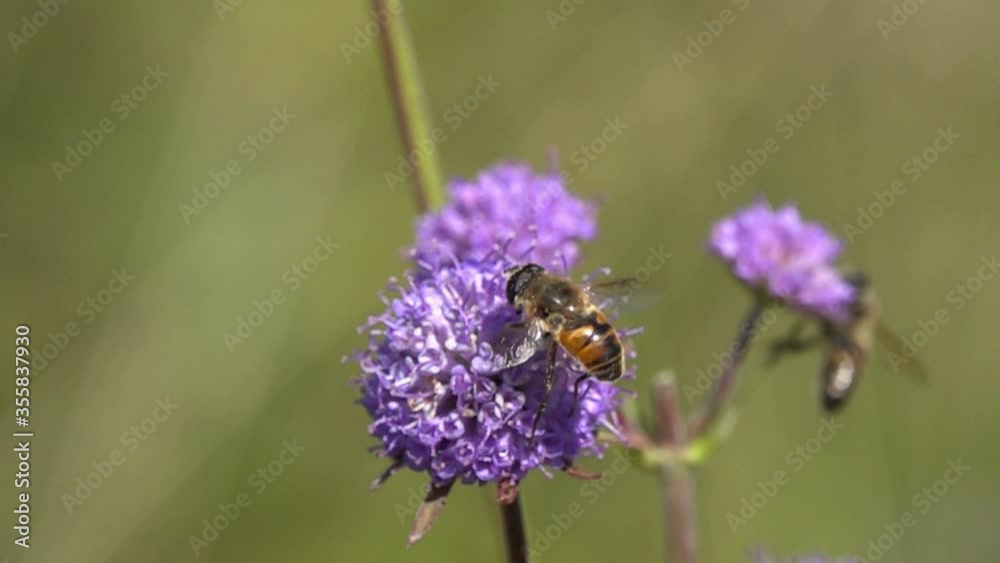 Slow Motion Video: Drone fly (Eristalis tenax) flies to the wild purple flower. Slowed down 16 times Slow Motion Video: Drone fly (Eristalis tenax) flies to the wild purple flower. Slowed down 16 times