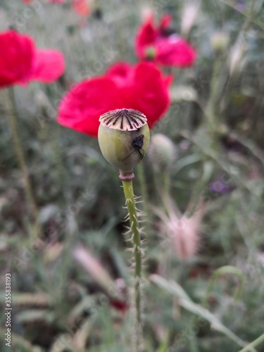 Green plant side road macro