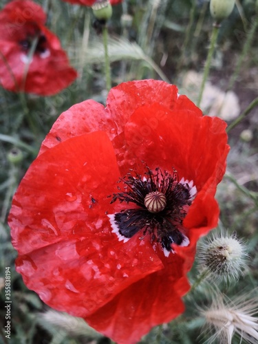 red poppy in a field macro