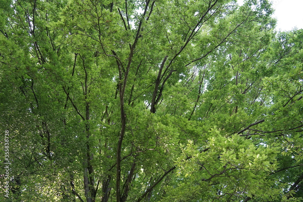 Tree branches forming a crown with thick foliage in the springtime. Picture suitable as a background with calming effects. Tree branches forming a crown with thick foliage in the springtime. Picture suitable as a background with calming effects.