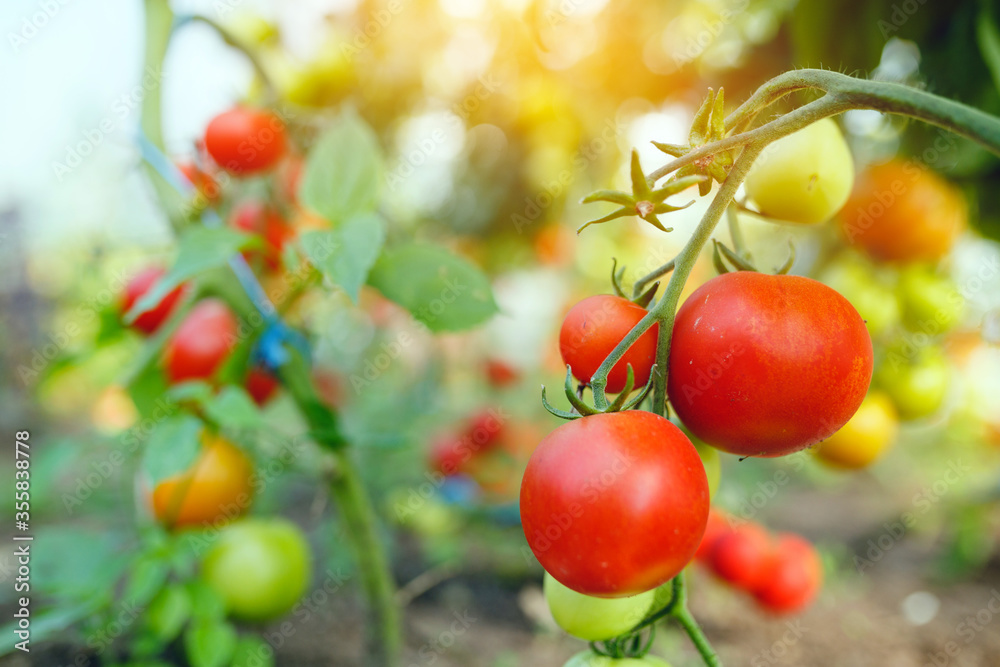 Organic red ripe tomatoes grown in a greenhouse