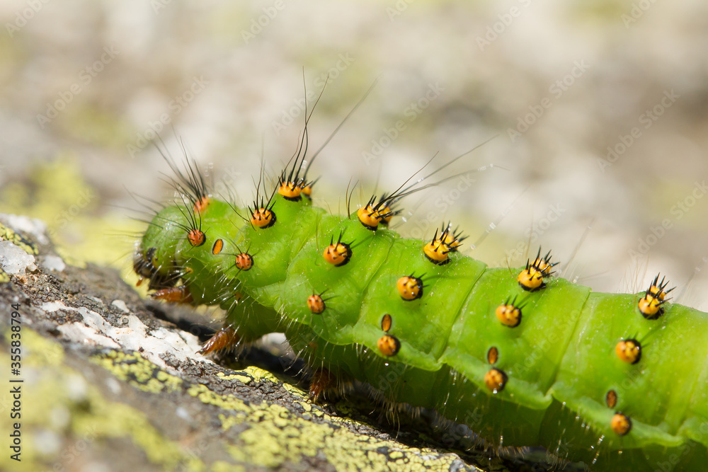 Fototapeta premium Small emperor moth, Saturnia pavonia, caterpillar