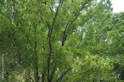 Tree branches forming a crown with thick foliage in the springtime. Picture suitable as a background with calming effects.