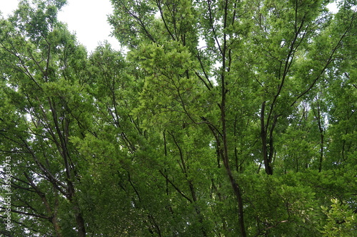 Tree branches covered by fresh foliage with calming effects for tired mind and eyes.