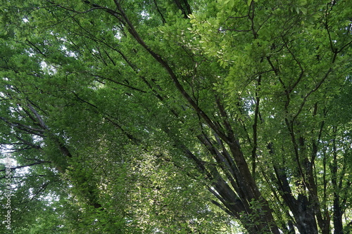 Tree branches forming a crown with thich foliage in the springtime. Picture suitable as a background with calming effects