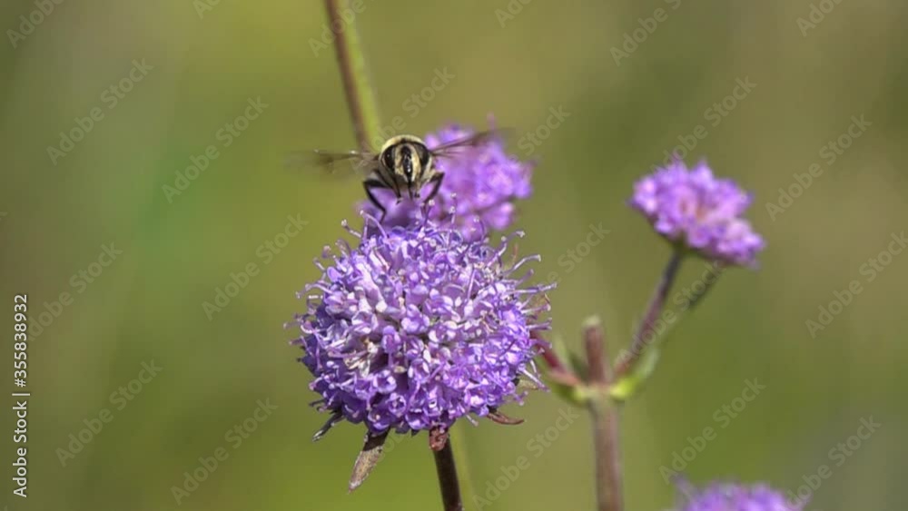 Slow Motion Video: Drone fly (Eristalis tenax) flies to the wild purple flower. Portrait, full face. Slowed down 16 times Slow Motion Video: Drone fly (Eristalis tenax) flies to the wild purple flower. Portrait, full face. Slowed down 16 times