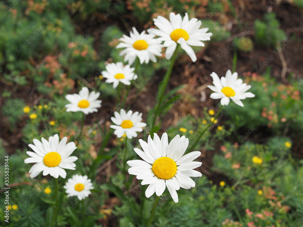 Beautiful meadow in springtime full of flowering daisies with white yellow blossom and green grass - oxeye daisy, leucanthemum vulgare, dox-eye, common daisy, dog daisy, moon daisy - concept garden Beautiful meadow in springtime full of flowering daisies with white yellow blossom and green grass - oxeye daisy, leucanthemum vulgare, dox-eye, common daisy, dog daisy, moon daisy - concept garden
