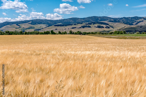 wheat field ready for harvest in montana mountains