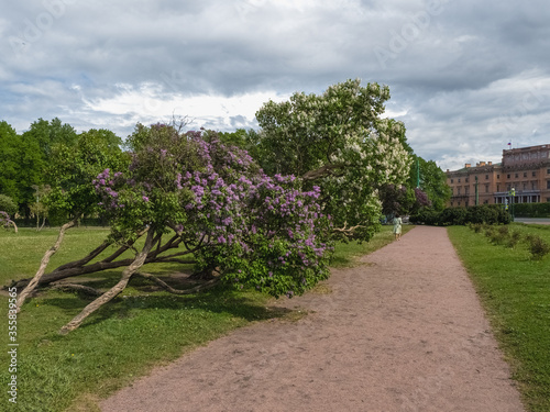 Beautiful summer cityscape with blooming lilacs. St. Petersburg, Field of Mars photo