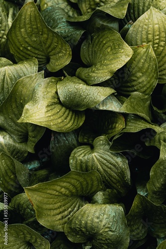 Plants, Green Plants, dark Plants, Frame, Frame Plants 