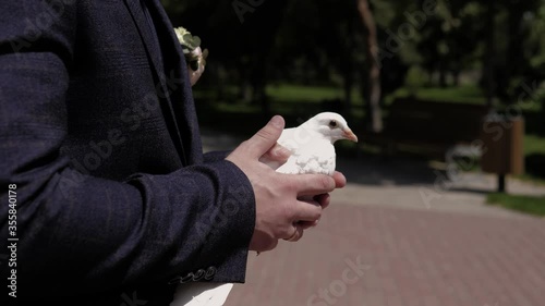 Hands of the groom hold a white dove. Sunny summer day. Close-up.