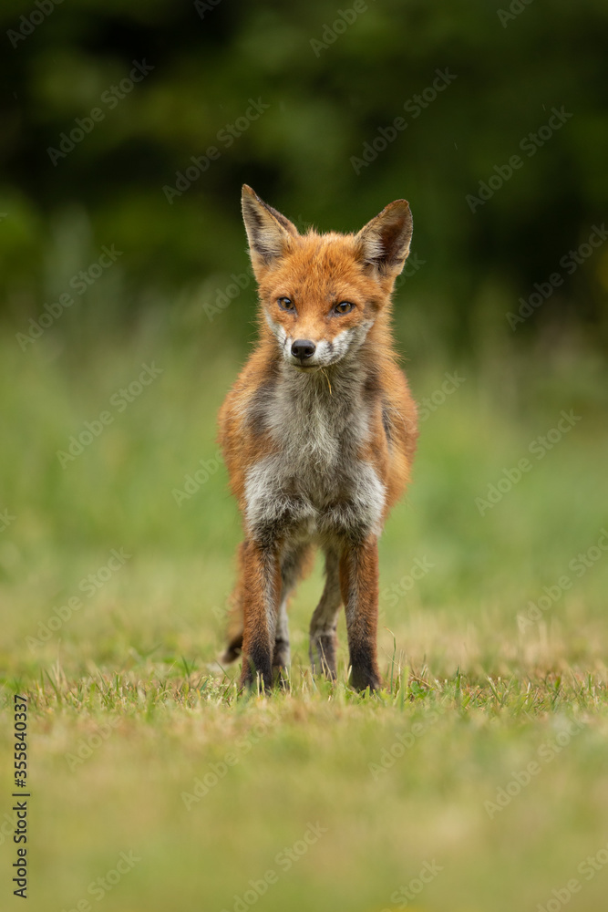 Red fox having bad hair day standing on grass with a green foliage background.  