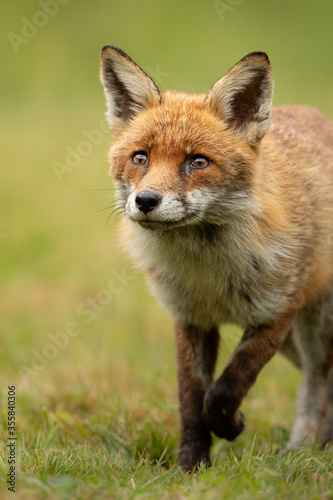Close up of a red fox looking up with green grass background.   © L Galbraith