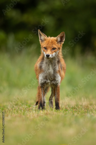 Red fox having bad hair day standing on grass with a green foliage background.   © L Galbraith
