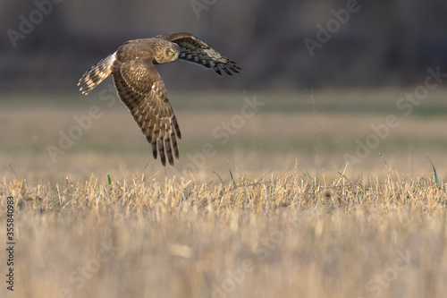 Northern Harrier (Circus cyaneus). Hen Harrier or Northern Harrier is long-winged, long-tailed hawk of open grassland and marshes.