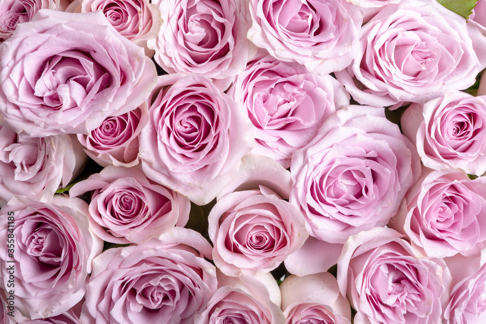 A lot of small blossoming buds of pink roses top view close up - beautiful floral background