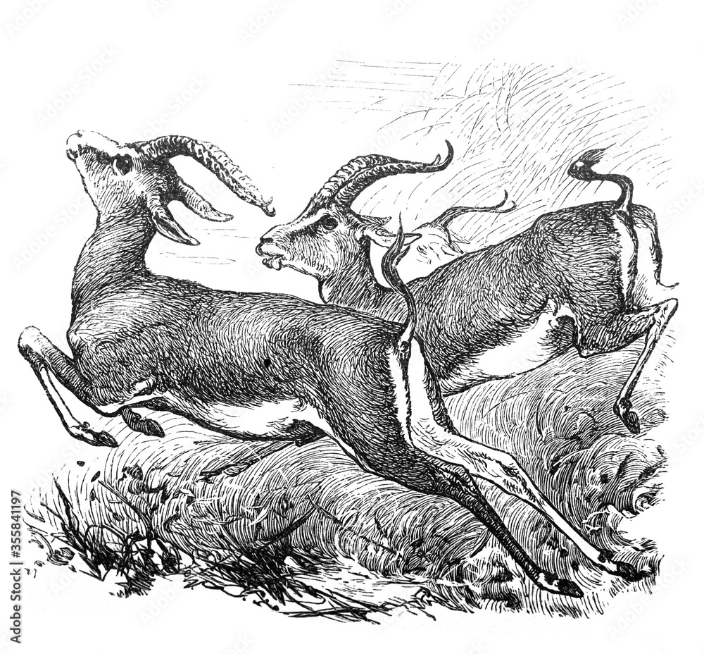 Fototapeta premium Dorcas Gazelle / Antique engraved illustration from Brockhaus Konversations-Lexikon 1908