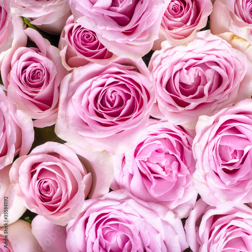 A lot of small blossoming buds of pink roses top view close up - beautiful floral background