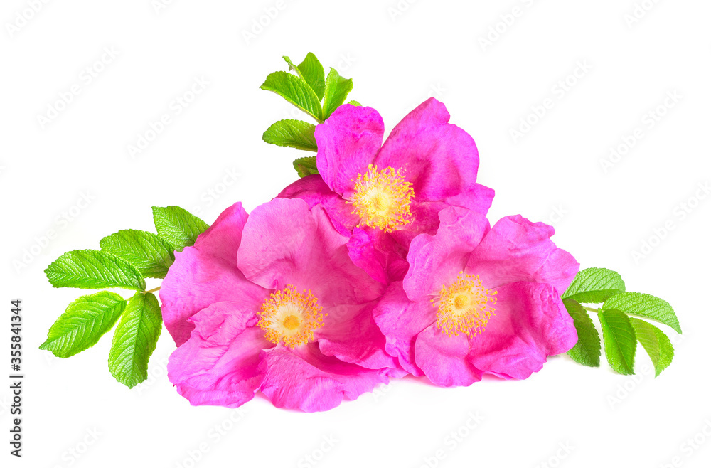 Dog rose flowers with leaves, isolated on white background Dog rose flowers with leaves, isolated on white background