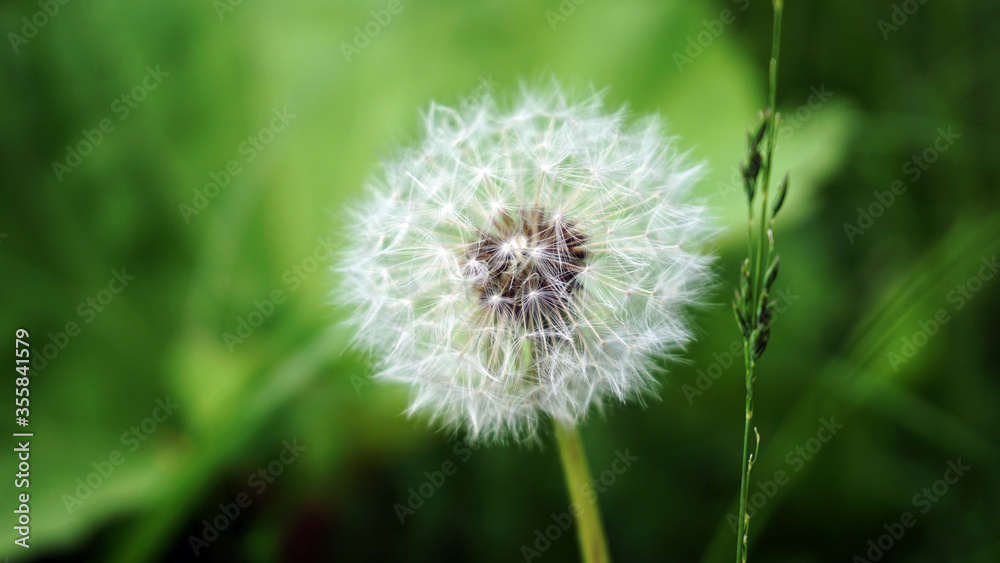 Fototapeta premium Dandelion Flower with Green Natural Bokeh Background
